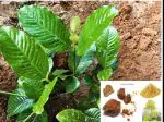 Online Plant Bazar Green Asafoetida Hing Live Plant