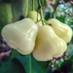 Cloud Farm Syzygium Rose Water Apple Wax Apple Java rose apple Jamrul Fruit Healthy Plant[CF2015]