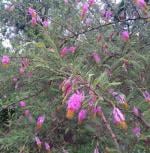 Earth Angels Shami/Jand PlantSami PlantSP-Shami01