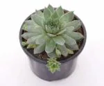 India Gardening Original Green Wheel Laxmi kamal (Sempervivum) Succulent for Good Luck