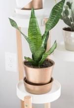 Cloud Farm Hybrid Snake Plant - 200 mm CF20651