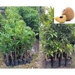 GLOBAL GREEN - Live Darjeeling Orange Plant Grafted (Santra) Height 1.6'' to 2'' Feet. Suitable for Indian Weather