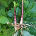 Corofitam Insulin Plant_insulin plant bjsd pAI(x369