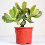 Connifer Crasulla Ovata plant