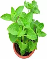 ROY'S FASHOIN Ajwine Plant (Hybrid, Pack of 1)