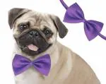 Sage Square Jumbo Size Adjustable Fashion Party, Function, Weeding Cum Formal Costume Neck Bow Tie Cum Necktie for Dog/Puppy/Cat/Kitten (Purple)