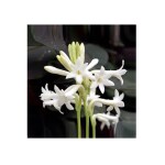 ANDHAGNAI Rajanigandha/Tuberose Single Flower Bulbs (Pack of 20, White)