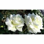 Cloud Farm Rare White Double Rose Plant- Flowering Plants Flowers Garden Hybrid Button Rose Plant CF_995
