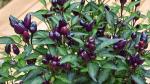 PLATONE Black Prince Chilli Pepper Imported Seeds(Pack Of50 Seeds)