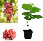 ONLINE PLANT BAZAR SEEDLESS PINK GRAPES PLANT(PACK OF-1)