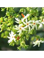 Odiplantz Coral jasmine Live Plant