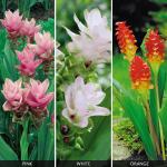 Plantogallery Curcuma Bulb (Pack Of 88) (Multicolour) | Outdoor Decor| Lawn and Garden| Garden| | Home Accessory| Home Decors| Lawn Accessory| Garending Accessory| Curcuma Bulb|
