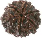 Shivoham 6 Mukhi Rudraksha with Lab Test Certificate and X-ray Report R6 Wooden Yantra