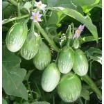 PARYAVARAAN Brinjal Green Round Vegetable Seeds For Summer Season Home Gardening Pack of 20 Seeds By PARYAVARAAN