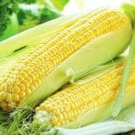 Green World Drought Resistant Hybrid Sweet Corn 10 Seed (Pack of 3)