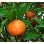 Cloud Farm Healthy Darjeeling Orange Healthy Plant Healthy Grafted Hybrid Plant Pack of 1 CF_1634