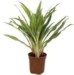 Garden Art Green Aglaonema Dwarf Natural Indoor Air Purifying Plastic Flower Pots