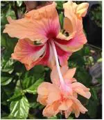 Cloud Farm Hybrid Australian Hibiscus Plant - 200 mm CF_O498