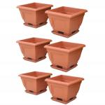 ESTABLISHED HOME Paras Miracle 11