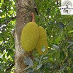 Kapebonavista Jackfruit Katahal Kathal Theibong Phanas Palaa Chakka Panas Halasina hannu Kathal Panasam Lamphong Artocarpus heterophyllus Living Plant in Poly Bag