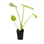 Hug A Plant Monstera Deliciosa - Live Plant (Home & Garden)