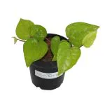 Indian Gardens - Say Green, Stay Grow Green Betel Leaf Plant Pot 4 Inch