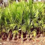 The Entacloo Betel Nut/Supari Plant_supari hsf pai(x397