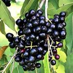 ONLINE PLANT BAZAR BLACK JAMUN FRUIT PLANT THAI VARITY GRAFTED(PACK OF-1)