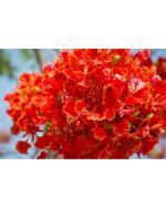 Beautiful Flower Delonix Regia Gulmohar Tree Seeds