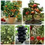 Rosemary Bonsai Mega Fruits Combo Seeds100 Piece