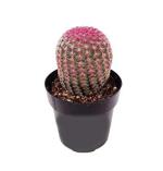 Modern Plants Modern Live Red Cactus Succulent Plant With Pot, Very Rare Cactus Plant
