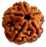 Feeltouchmart Brown Wood 5 Mukhi Nepal Rudraksha Hgj00-1001-2204