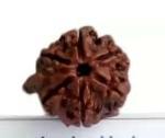 Feel Touch Mart 6 Mukhi Rudraksha Ganesha Bead Natural Divine Nepal Rudraksha with Lab Certified