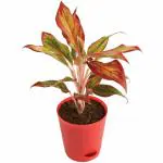 Taj Nursery Aglaonema china red plant