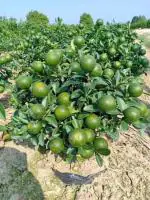 Cloud Farm Hybrid Bangladeshi Malta Bari Lemon Plant- 250 mm CF16