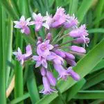 ADITYA GREEN PLANTS AGP Green Tulbaghia Fragrans Sweet Garlic Live Plant in Poly Bag