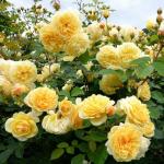 Cloud Farm Rare Grafted English Rose Plant