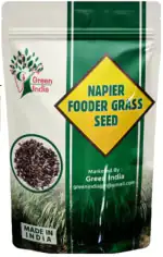 Green India Napier Fodder Grass seed / ELEPHANT GRASS SEEDS_1000 gm