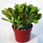 PUNARVA Crassula Hybrid Plant - 104 Mm