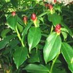 Plantzoin Spiral ginger Keukand Costus Igneus Insulin Live Plant