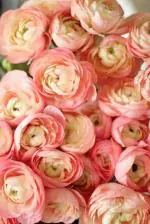 RADHA KRISHNA AGRICULTURE Imported Double Flower Bulbs For Gardening ( Set Of 3 Pink)