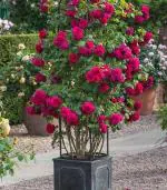 Zomoloco Rose PlantGulab PlantBeautiful Grafted Thousand flowers Rose Flower Healthy Live Plant.