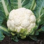 Tamransh Cauliflower Seed, 35 Seeds