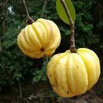 CooPany Kudampuli/Garcinia Gummi-Gutta/Malabar Tamarind Healthy Live Plant With Safe & Secure Packing