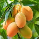 Platone Mango Plant (KH-006)