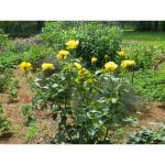 Cloud Farm 'Lady Banks' Yellow Rose Flower Plant 1 Grafted Rose Healthy Plant CF_1249