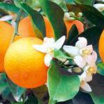 Cloud Farm Nagpur Mandarin Orange All Time Variety Grafted Santra Fruit Healthy Plants & Tree(1-1.5 Ft Size) CF_707