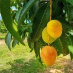 Cloud Farm Hybrid Raspuri Mango Plant - 200 mm