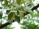 Plantzoin Indian blackwood Kala-shisham Dalbergia latifolia Sissoo Live Plant