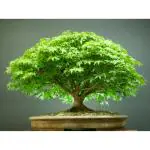 Japanese Maple Tree Seeds